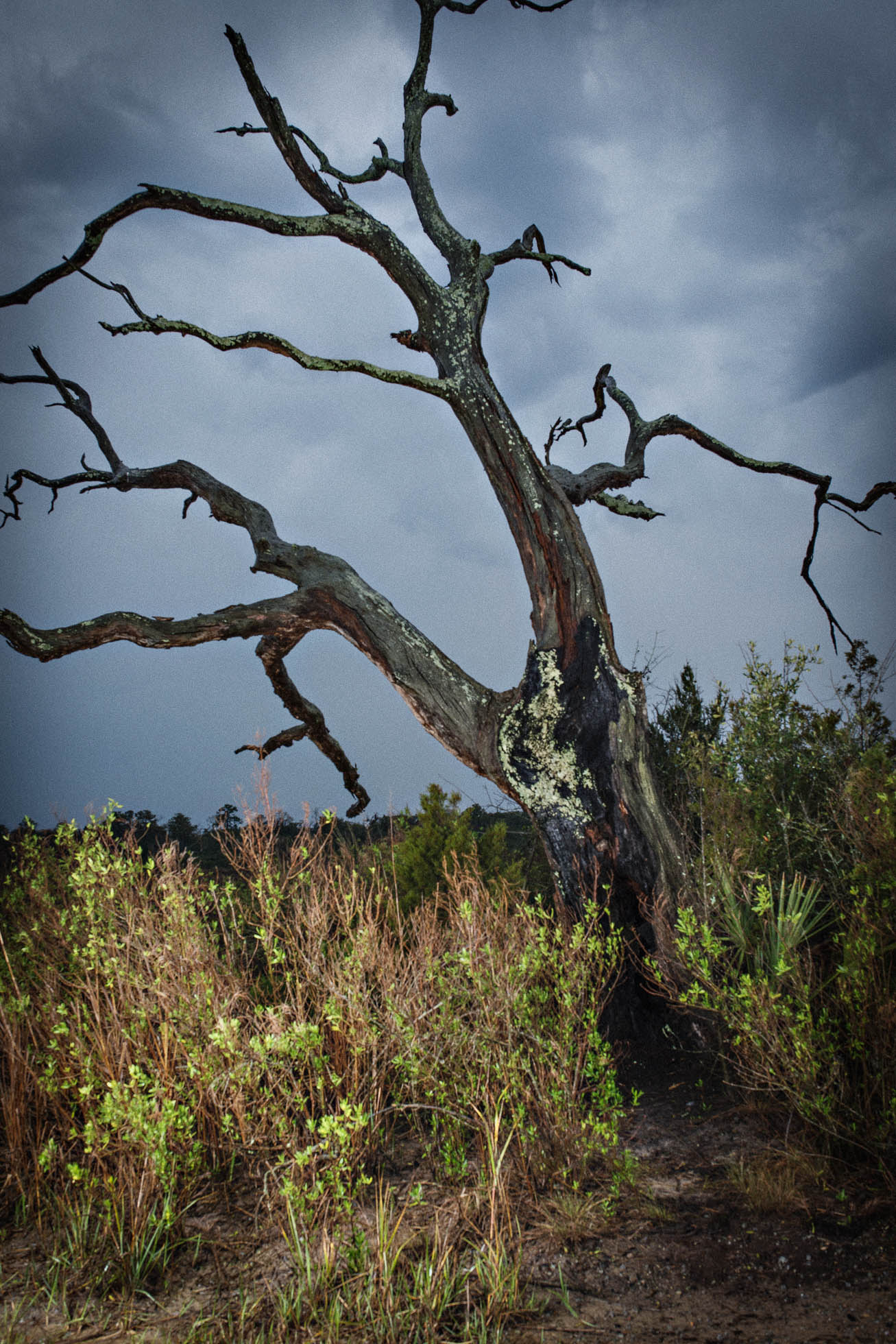 Hanging Tree.jpg